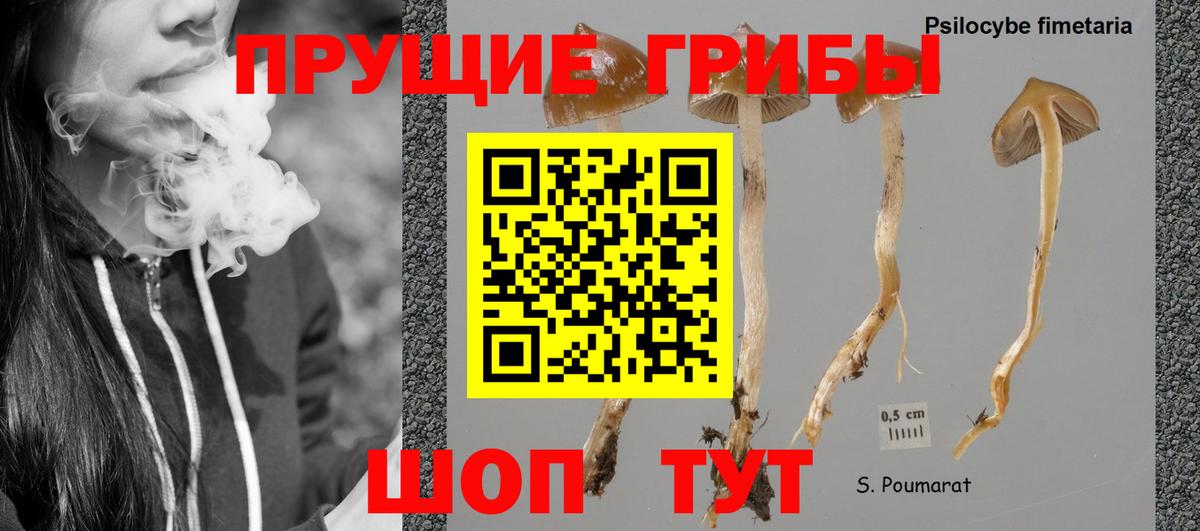 Галлюциногенные грибы Psilocybe  Вход с VPN  Чапаевск 